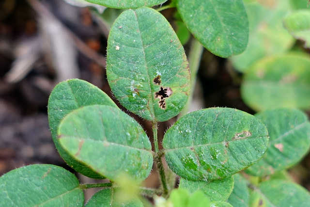 Lespedeza procumbens - leaves