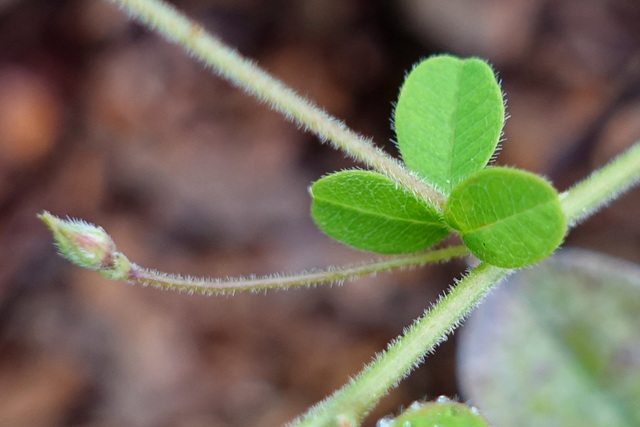 Lespedeza procumbens - leaves