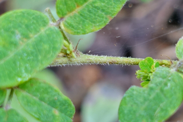 Lespedeza procumbens - stem