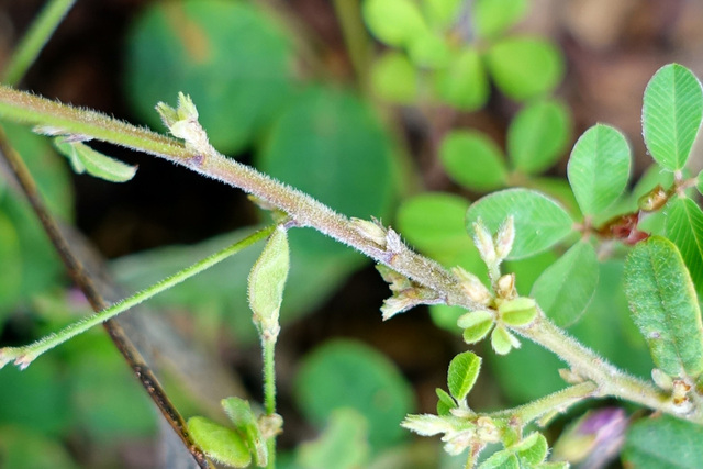 Lespedeza procumbens - stem