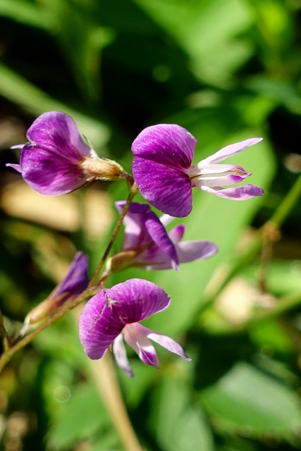 Lespedeza repens