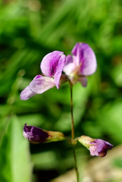 Lespedeza repens