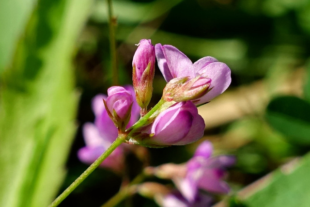 Lespedeza repens