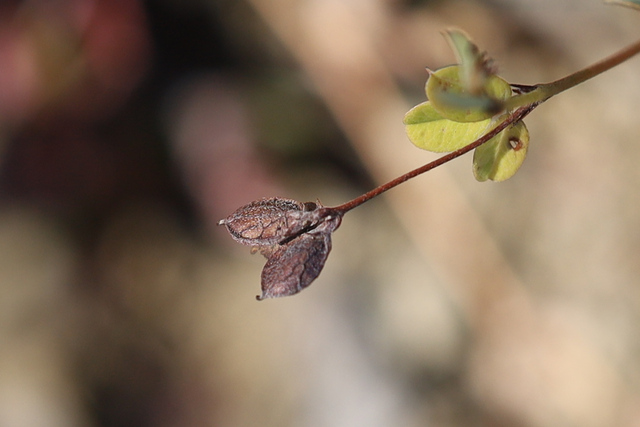 Lespedeza repens - fruit