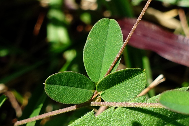 Lespedeza repens - leaves