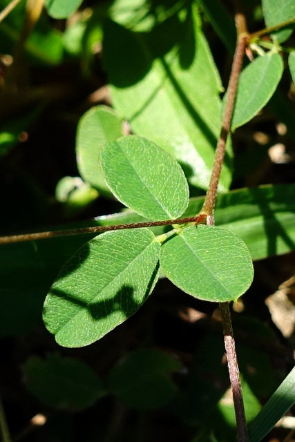 Lespedeza repens - leaves