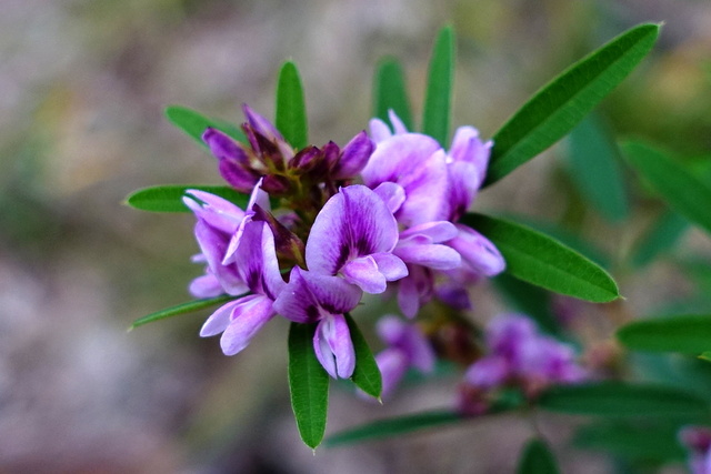 Lespedeza virginica