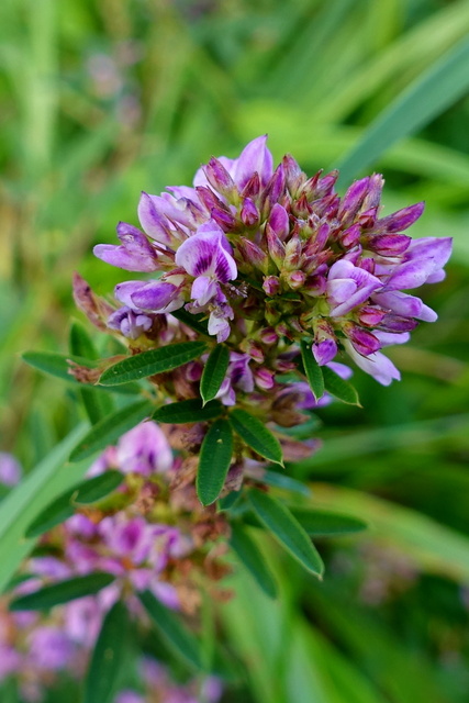 Lespedeza virginica