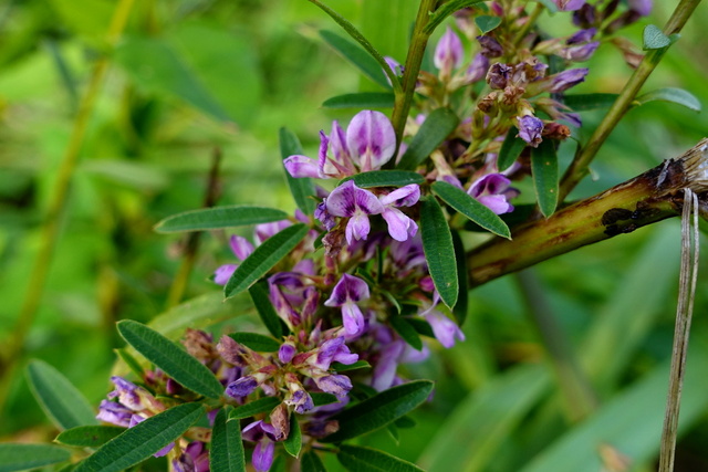 Lespedeza virginica