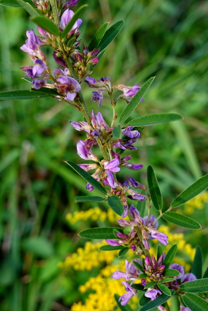 Lespedeza virginica