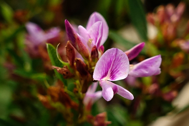 Lespedeza virginica