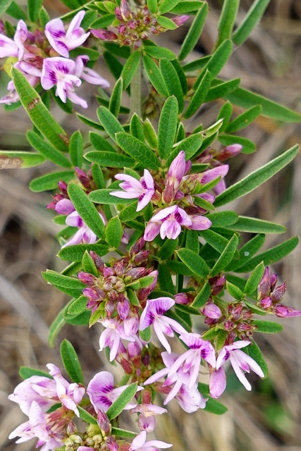 Lespedeza virginica