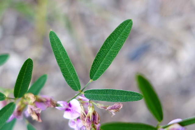 Lespedeza virginica - leaves