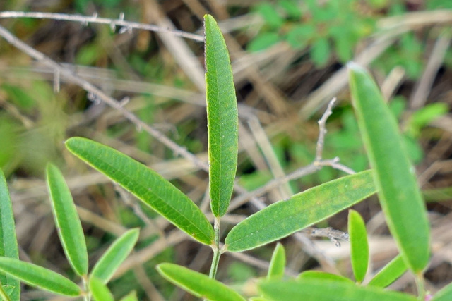 Lespedeza virginica - leaves