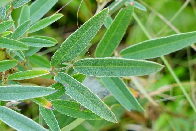 Lespedeza virginica - leaves