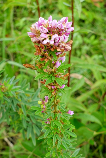 Lespedeza virginica - plant