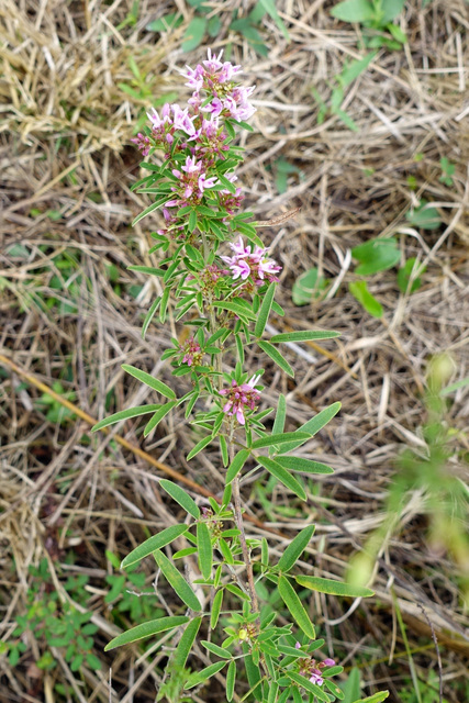 Lespedeza virginica - plant