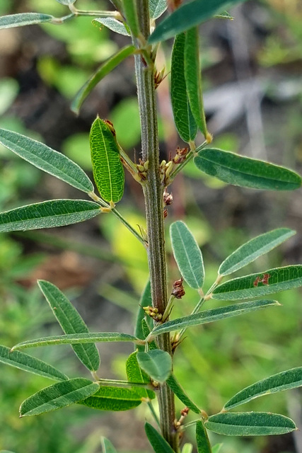 Lespedeza virginica - stem