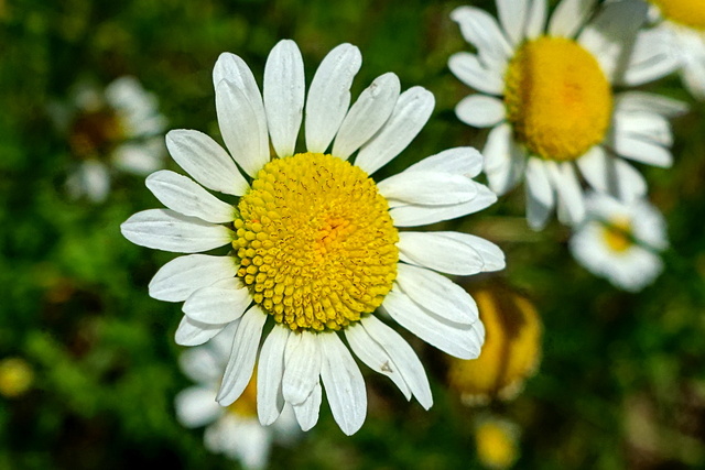 Leucanthemum vulgare