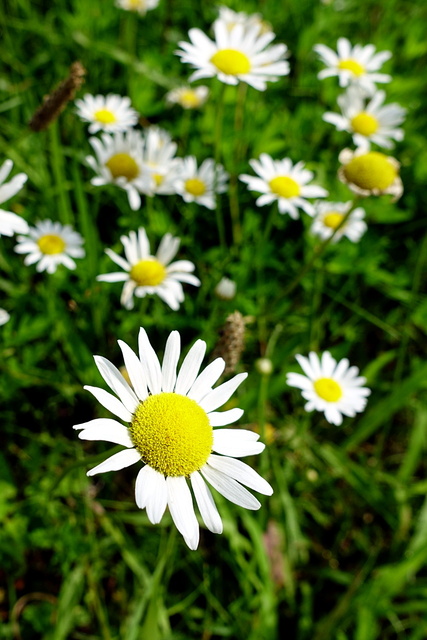 Leucanthemum vulgare