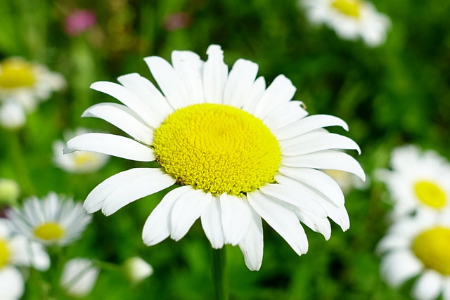 Leucanthemum vulgare