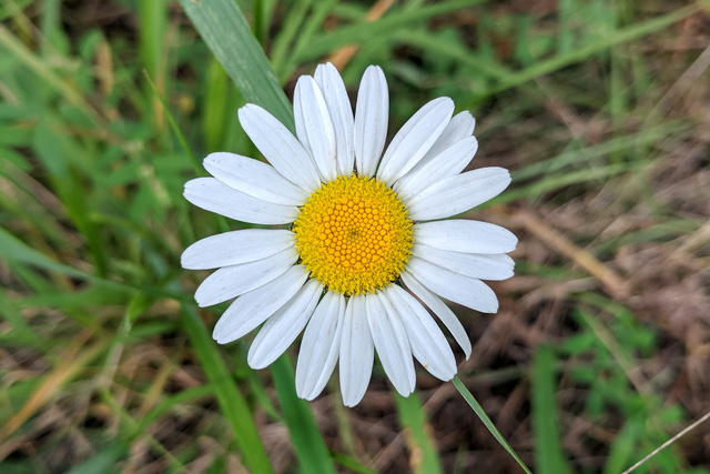 Leucanthemum vulgare