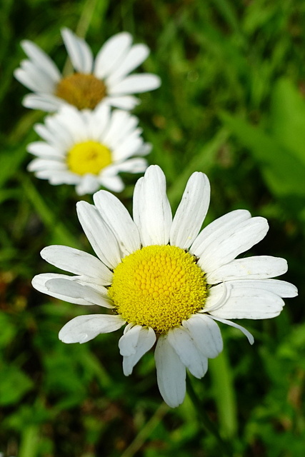 Leucanthemum vulgare