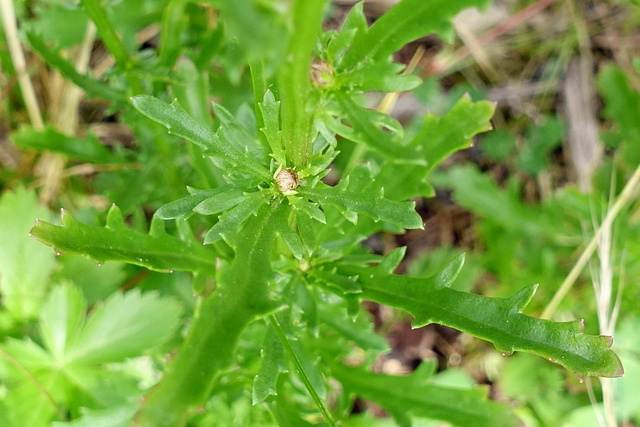 Leucanthemum vulgare - leaves