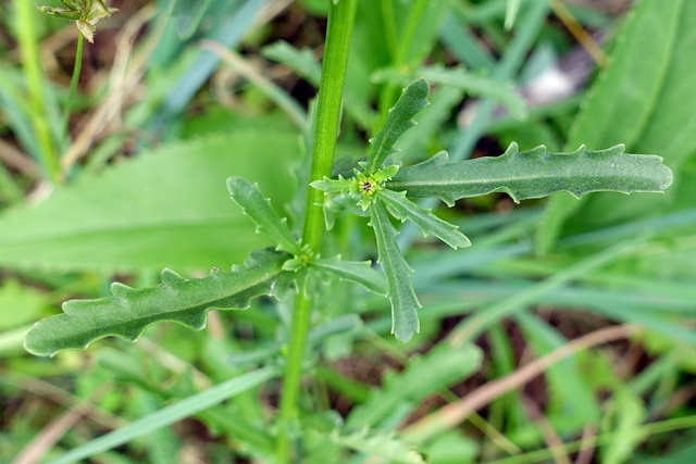 Leucanthemum vulgare - leaves