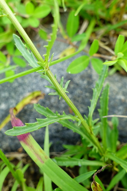 Leucanthemum vulgare - leaves