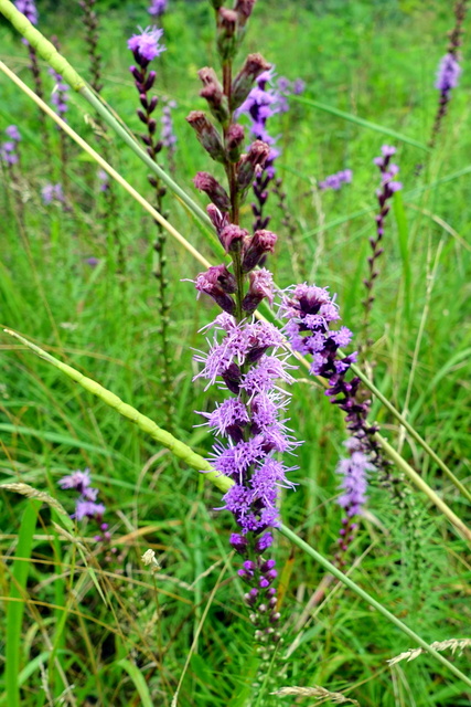 Liatris pilosa