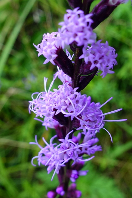 Liatris pilosa