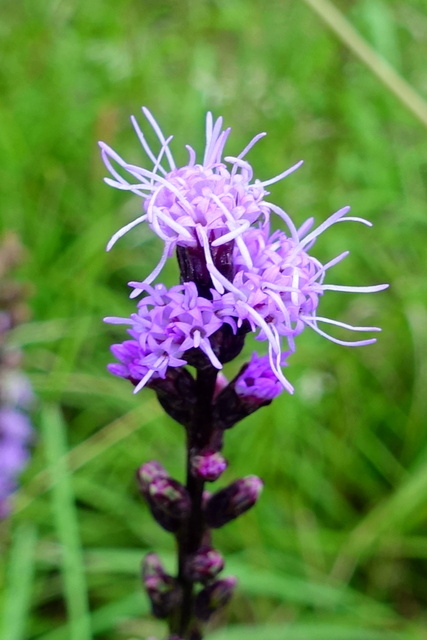 Liatris pilosa