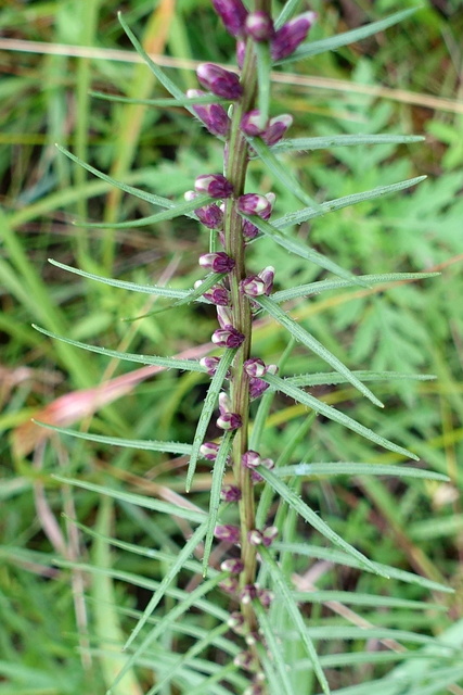 Liatris pilosa - leaves