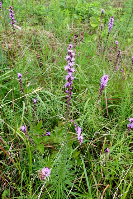 Liatris pilosa - plants