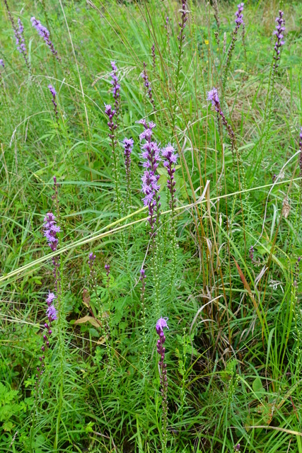 Liatris pilosa - plants