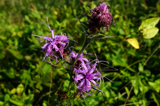 Liatris squarrosa