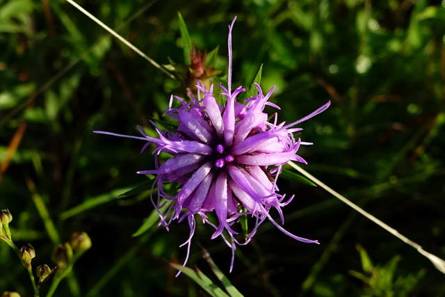 Liatris squarrosa