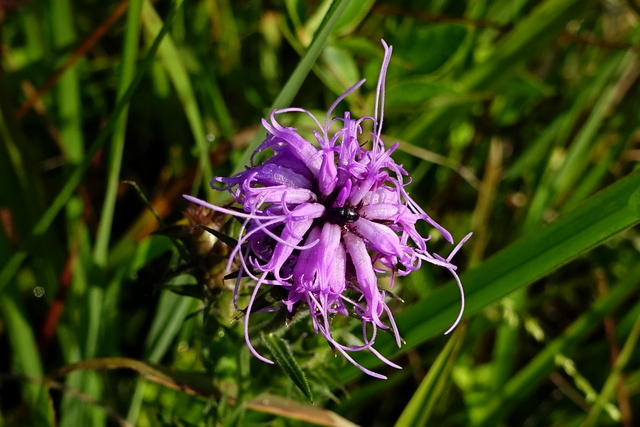 Liatris squarrosa