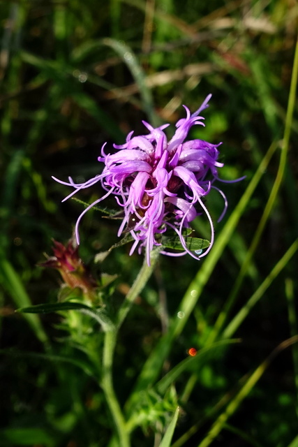 Liatris squarrosa