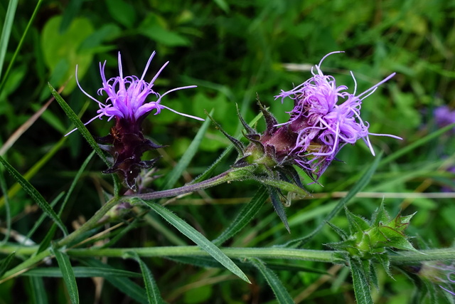 Liatris squarrosa