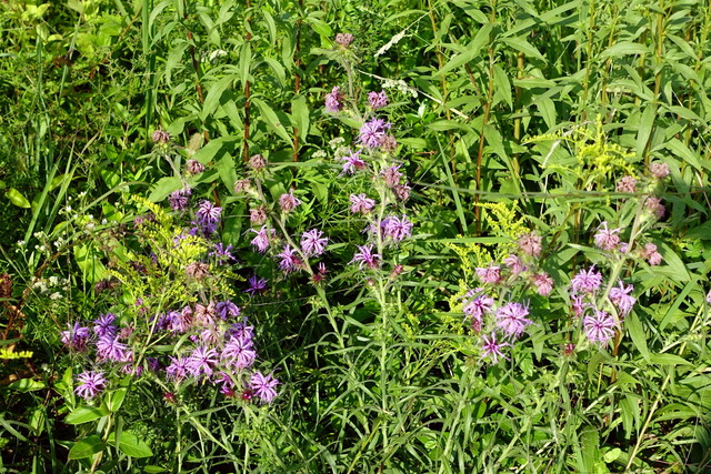 Liatris squarrosa - plants