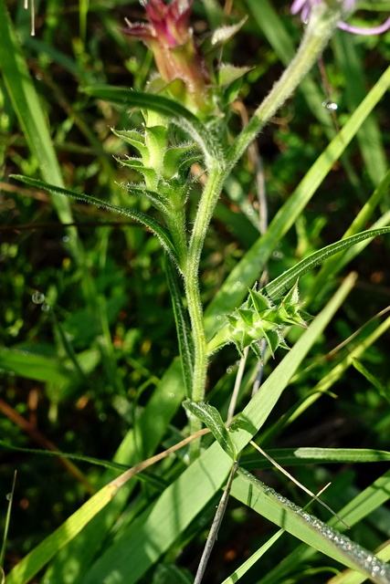 Liatris squarrosa - stem