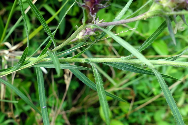 Liatris squarrosa - stem