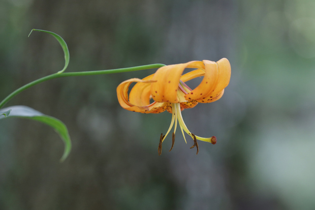 Lilium superbum