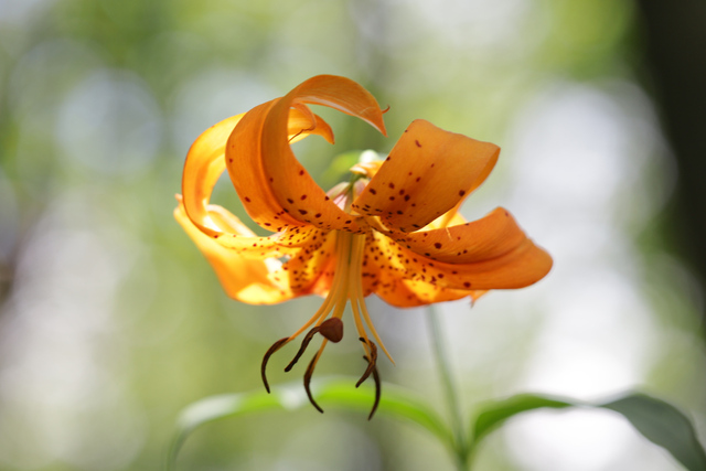 Lilium superbum