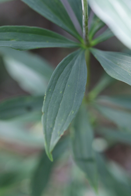Lilium superbum - leaves