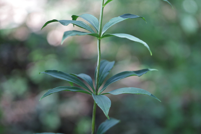 Lilium superbum - leaves