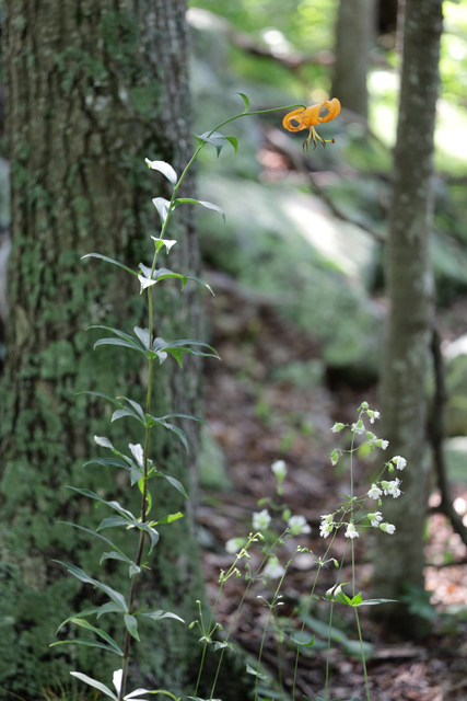 Lilium superbum - plant