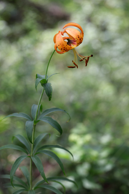 Lilium superbum - plant